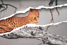 Charger l'image dans la galerie, Leadwood Lady