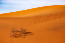 Charger l'image dans la galerie, Survivre