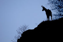 Charger l'image dans la galerie, "A la recherche de l'Ours, une année pour une photo" - RÉÉDITION 2026