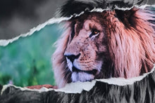 Charger l'image dans la galerie, Le brushing du Roi