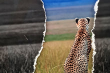 Charger l'image dans la galerie, Guépard du soir