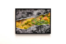 Charger l'image dans la galerie, Rouge-Gorge en peinture