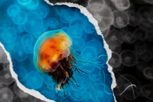 Charger l'image dans la galerie, Contraste de Méduses