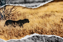 Charger l'image dans la galerie, Sprinter à l'affut