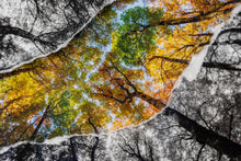 Charger l'image dans la galerie, Bouquet de hêtres