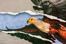 Charger l'image dans la galerie, Belle prise