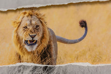 Charger l'image dans la galerie, Montrer les crocs