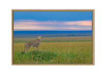 Charger l'image dans la galerie, Guépard du soir 2