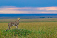 Charger l'image dans la galerie, Guépard du soir 2