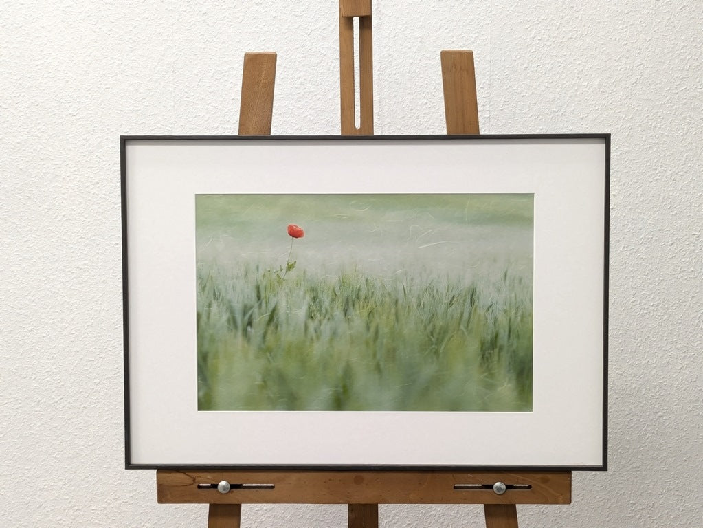 Le coquelicot