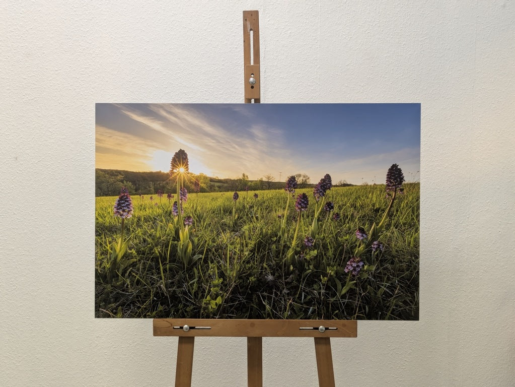 Les Orchidées