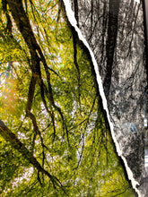 Charger l'image dans la galerie, Bouquet de hêtres en diptyque
