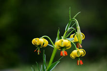 Charger l'image dans la galerie, "A la recherche de l'Ours, une année pour une photo" - RÉÉDITION 2026
