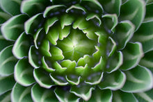 Charger l'image dans la galerie, "Sur les pentes du Kilimandjaro"