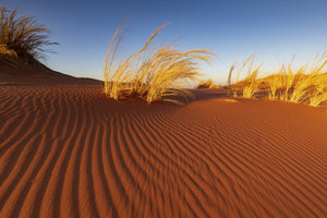 Herbes du Namib