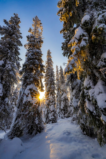 Dans la forêt lapone
