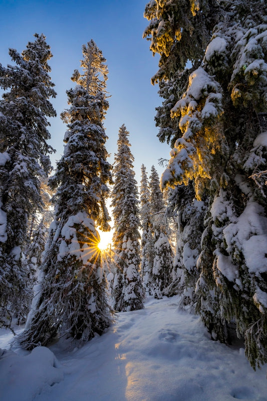 Dans la forêt lapone