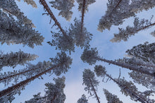 Charger l&#39;image dans la galerie, Convergence lapone
