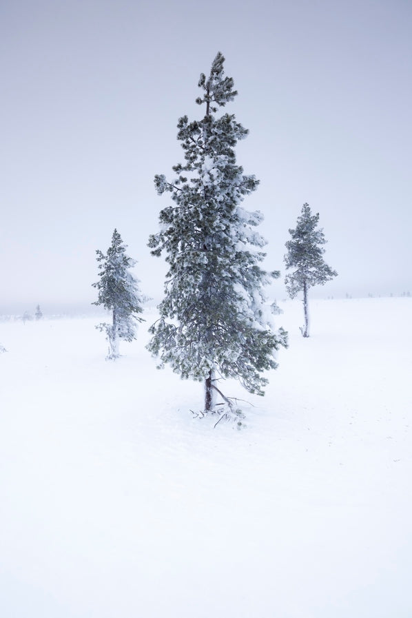 Arbres du froid