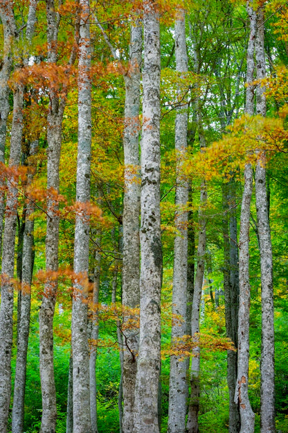 Hêtres en couleurs
