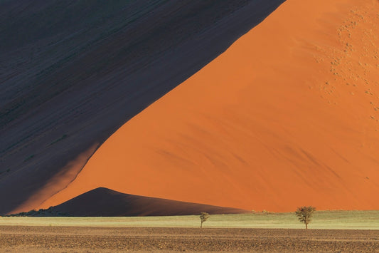 La ligne et les arbres