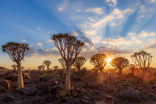Sunset sur les dicotomas