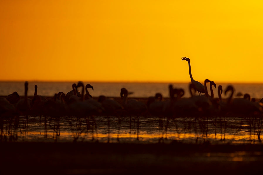 La star du Sunset