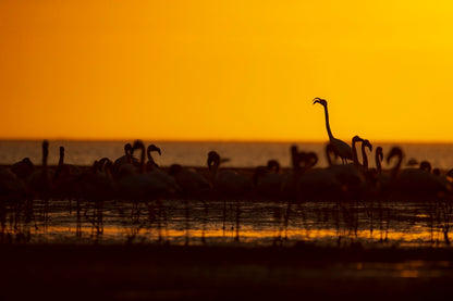La star du Sunset