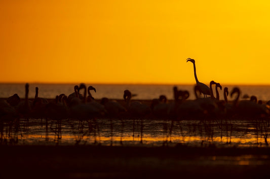 La star du Sunset