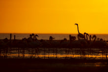 Charger l&#39;image dans la galerie, La star du Sunset
