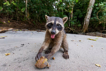Charger l&#39;image dans la galerie, La main dans le sac
