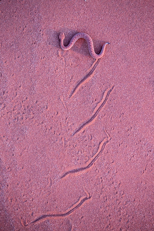Rose de sable