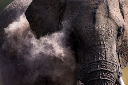Poussière d'éléphant