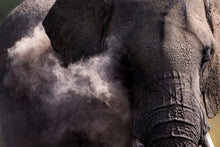 Charger l&#39;image dans la galerie, Poussière d&#39;éléphant
