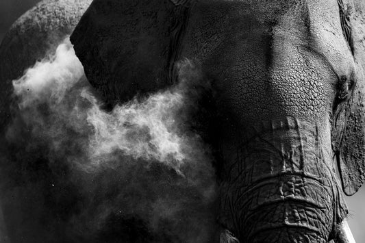 Poussière d'éléphant 2