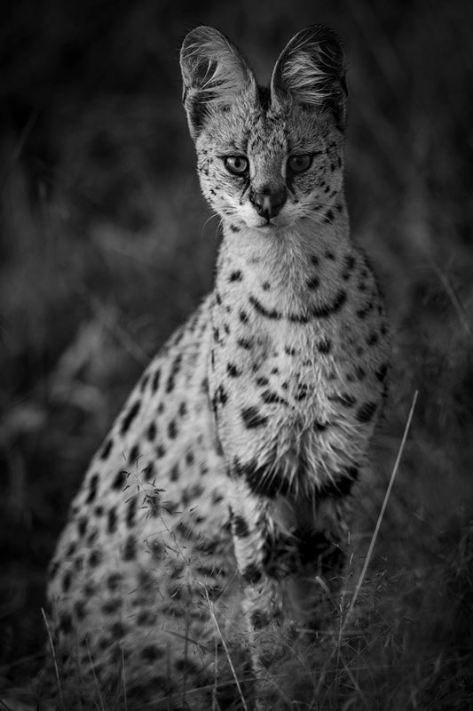 Serval 2
