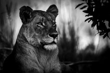 Charger l&#39;image dans la galerie, Sa majesté
