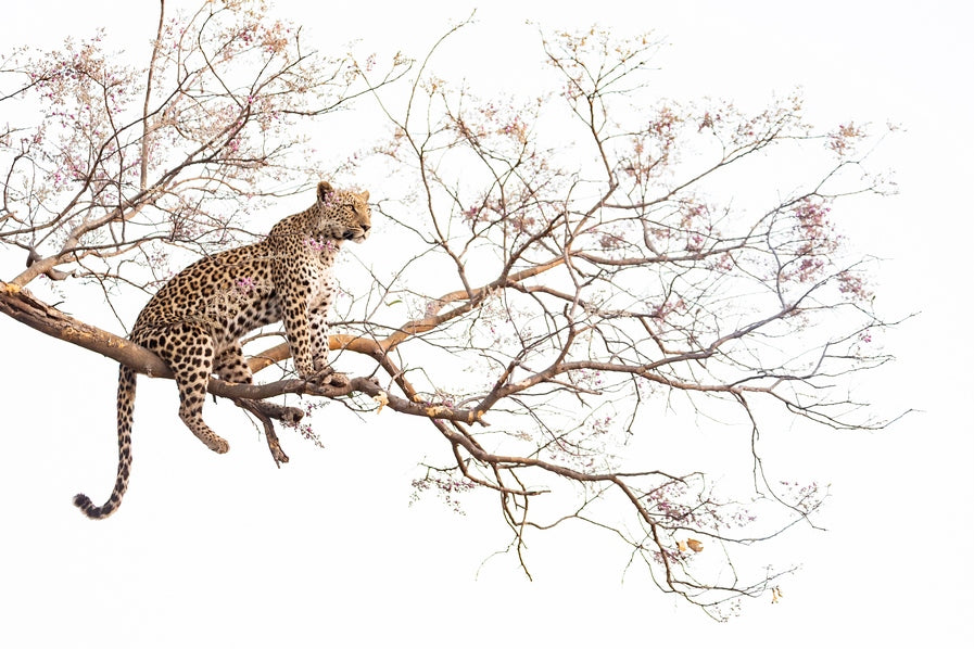 L'heure de la chasse