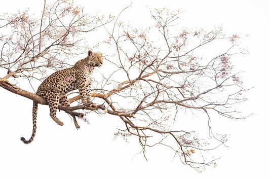 L'heure de la chasse