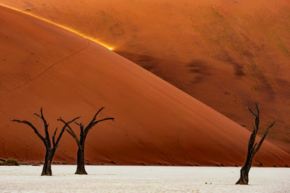 Les arbres et la lumière