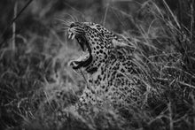 Charger l&#39;image dans la galerie, La belle mort
