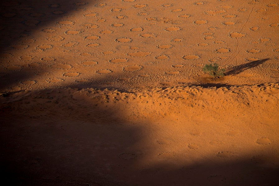 Acacia et ronds de fées