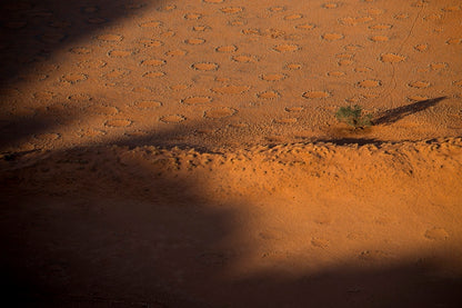 Acacia et ronds de fées