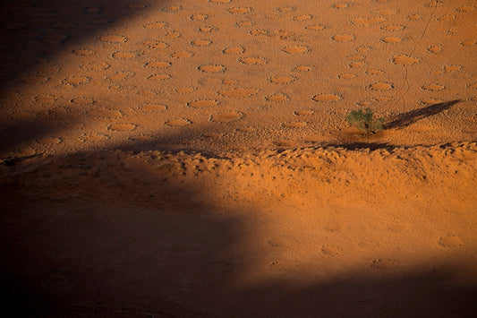 Acacia et ronds de fées