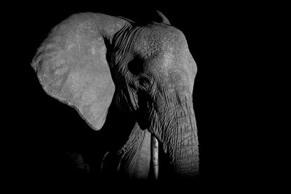 Éléphant de nuit
