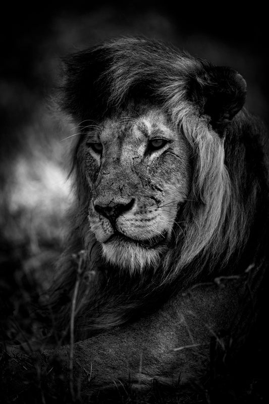 Le King du Serengeti