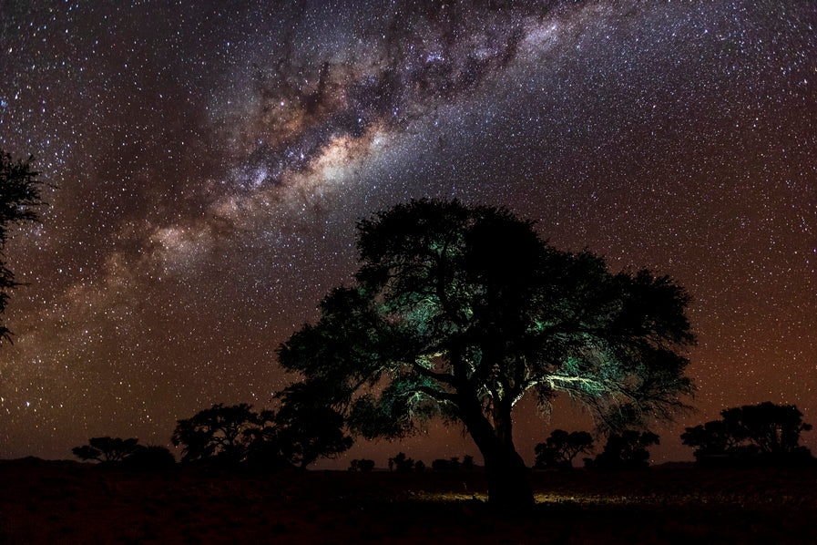 Acacia Erioloba sous les étoiles