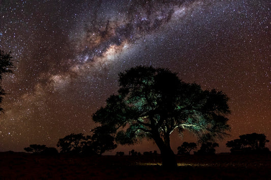 Acacia Erioloba sous les étoiles