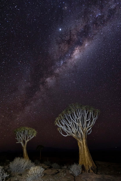 Dicotoma sous les étoiles