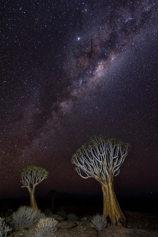 Dicotoma sous les étoiles